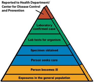 Epidemic Pyramid